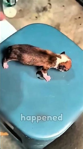 The Puppy That Froze After Drinking Milk😲