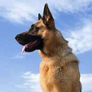 Suggested GSD Vaccinations Schedule - German Shepherd vaccinations