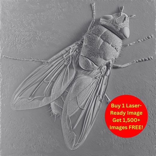 House Fly Macro Bas Relief 3D Illusion Laser Engraving PNG | Insect Nature Study Art | Grayscale Wood Engraving Digital Download - Etsy Canada