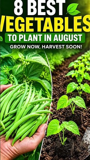 8 Best Vegetables to Plant in August for a Big Harvest 🌱 Don’t Miss Your Last Growing Opportunity!