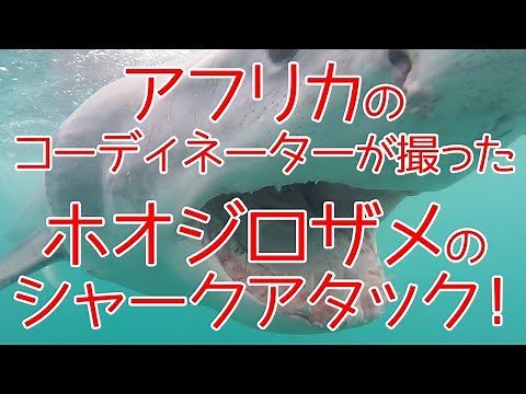 コーディネーターが南アフリカで撮影した、ホオジロザメによるシャークアタックの衝撃映像！