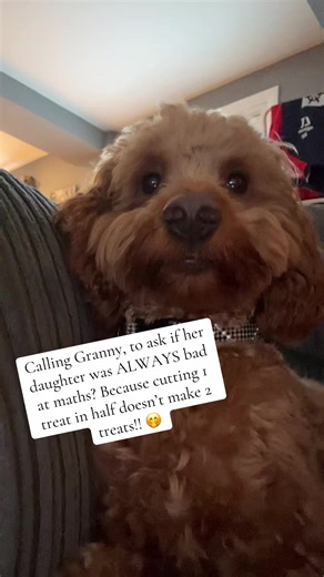 Calling Granny About Math with Cooper the Toy Cockapoo