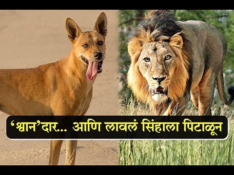 Fearless dog fights a wild lion in India