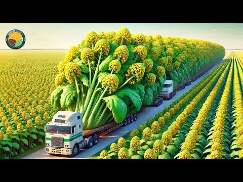 How Farmers Harvest Mustard Seed: Mustard Oil Processing Factory | Farming Documentary