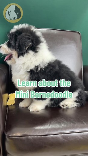 Adorable Mini Bernedoodle Puppy Training with Treats