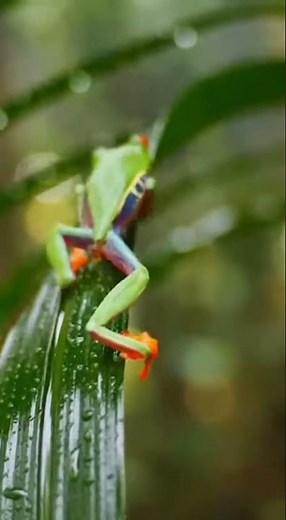 Vibrant Red-Eyed Tree Frog Climbs Leaf | Nature's Gem 🐸🌿 #Nature #Wildlife #Frog
