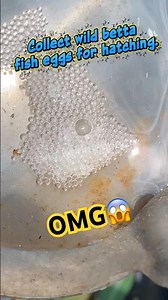 Instructions for hatching betta eggs without a broodfish. #bettafishtank #wildbetta