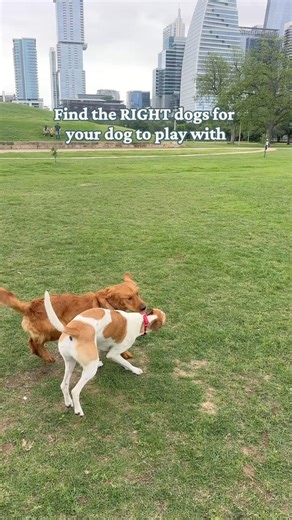 Find the RIGHT dogs for your dog to play with 🙌🐶