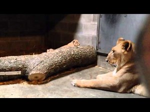 New Video of Lion Cubs #CZBGLionCubs - Cincinnati Zoo
