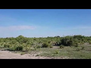 Live on camera! Lions and cubs kill warthog!