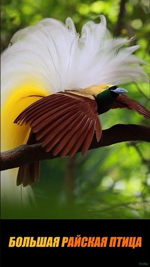The most beautiful birds in the world! #animals