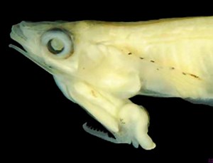 This newly discovered fish has its genitals on its head