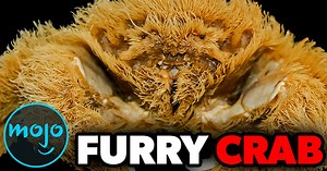 Top 10 Recent Animal Species Discoveries | Articles on WatchMojo.com