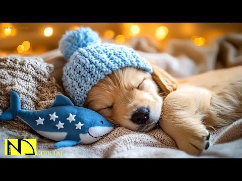 24 Hours of Dog Sleep Music | Anxiety & Stress Relief 🐶🎵