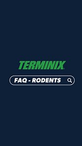 Everything you've been wondering about rodents - answered. Learn more about rodent control >> https://spklr.io/6183FN2B | Terminix