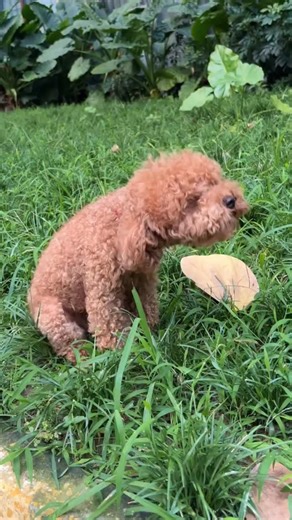 PenPenPet on Instagram: "If your dog vomits, there could be various possible causes. It’s very important to understand your dog’s basic health condition and always pay attention to their digestive issues. #healthypups #petcaretips #dogwellness #dogdigestion #dogparents #penpenpet #dogvomit"