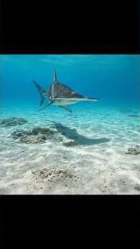 The Ocean’s Most Unusual Predator - The Hammerhead Shark