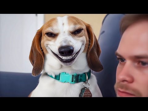 Sus Dog meme | old vs 4k version (high quality)