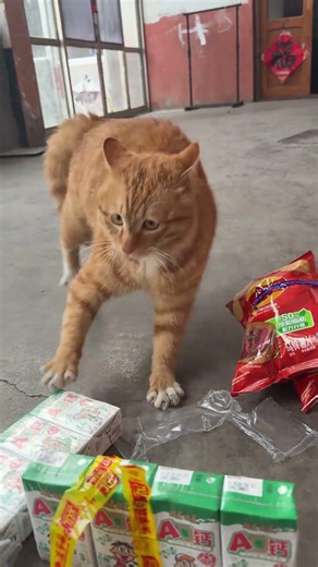 Orange cat reacts playfully to sounds from juice boxes in Shandong, China