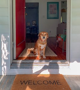How To Stop Your Dog from Opening Doors - Off The Leash Dog Training
