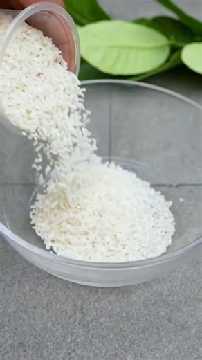 Harvesting Home on Instagram: "Successfully rooting a lemon tree from cuttings — no soil needed. 🍋🌿 Hydroponic propagation makes rooting faster, cleaner, and more reliable for beginners. Healthy semi-hardwood cuttings, oxygenated water, and the right timing are the real keys. Spring and summer give the best results — warm air, active growth, and strong root development. With a little patience, one cutting can turn into a productive lemon tree much faster than growing from seed. 40 years of liv