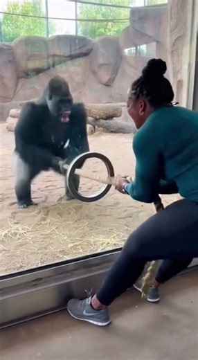 🦍💪Crazy! Gorilla Pulls with Primal Force in Tug-of-War! Woman is Barely Holding On! #funny #gorilla