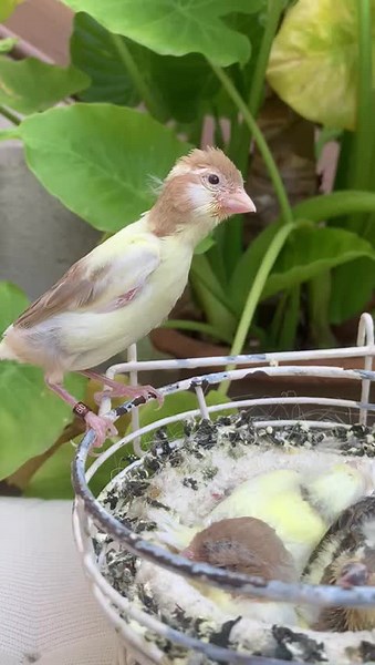 Charming Chick Bird Enjoying Feed in Lush Garden