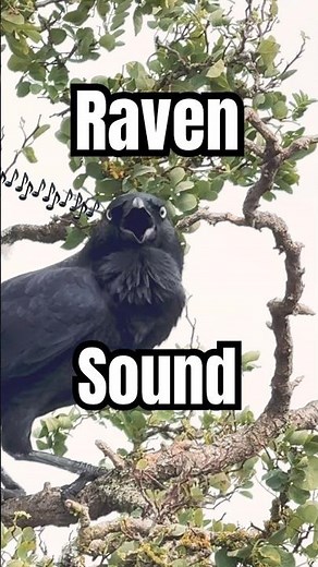 Raven sound | Raven Talks Like Human