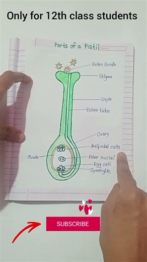 Parts of pistil || Plant reproduction || Khanralectures
