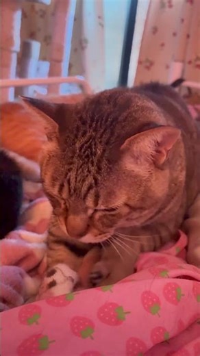 Happy Kneading Cat #cat #adoreble #shors #kitten #cute #kitty #love #cutecat #animals #adorable