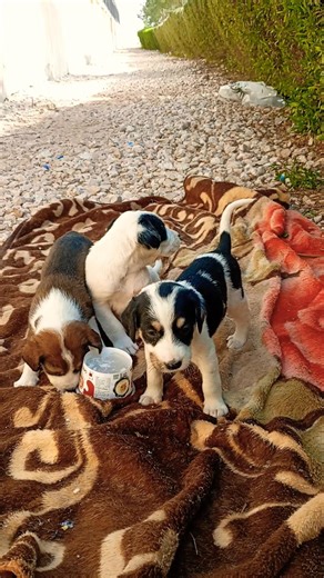 😭 Dramatic Rescue: Abandoned Puppies Found Crying Loud in the Bushes 💔🐶 #shorts