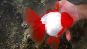 💓🗯️ Special Pattern Goldfish 🗯️💓 | AKVARYUM Bilgi Paylasim