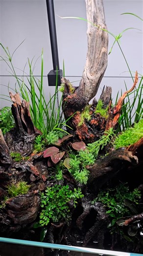 Day 1 of this amazing Shallow by Pavol Kuľanda 🤩 Plant list🌿 Acorus gramineus 'Pussilus' Anubias barteri var. nana 'Mini mini' Anubias barteri var. nana 'Pangolino' Bucephalandra 'Lamandau mini red' Bolbitis heteroclita 'Difformis' Cyperus helferi Eleocharis acicularis Juncus repens Lagenandra meeboldii 'Red' Limnophila aromatica Ludwigia sp. 'Mini Super Red' Myriophyllum sp. 'Guyana' Pogostemon erectus Ranunculus inundatus Taxiphyllum barbieri #aquaflora #aquascapingmakesmyworldgoround #aquas