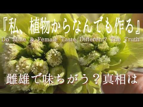 フキノトウは雌雄で味が違う？｜食べ比べ検証（Butterbur Male vs Female Taste Test）