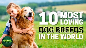 14 reactions | Fall in love with the 10 most loving dog breeds in the world!  Discover their affectionate nature and the reasons they make such wonderful companions, click to watch now  https://www.youtube.com/watch?v=ixxl46RvPAc | Lovely Animals World | Facebook