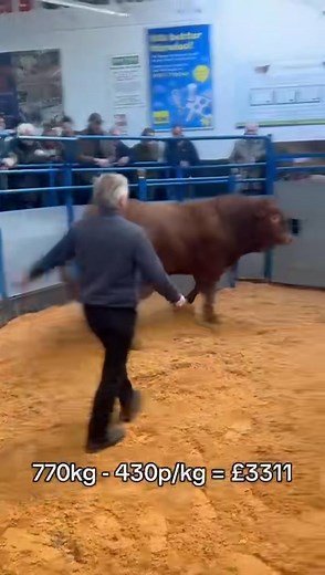 With the Winter Fatstock shows in full swing up and down the UK Limousin bred cattle are topping sales and hitting headlines week in week out. St Asaph Christmas show was no different, the quality of Limousin cattle on show was tremendous. Check out this video that highlights the continued demand and popularity of Limousin cattle among commercial producers. Proven as the leading commercial breed! | British Limousin Cattle Society