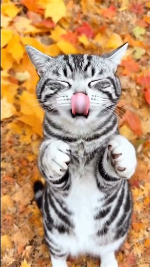 Cute Baby Kittens 😻✨ | The Cutest Fluffy Moments Ever! #fyp #viral