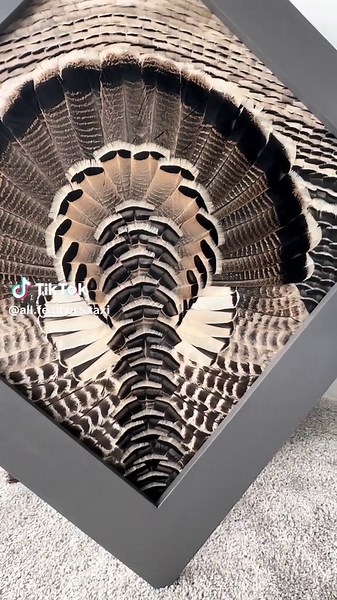 OLE SMOKEY💨🦃 #TurkeyMount #Turkey #FeatherArt #Taxidermy #TurkeyTaxidermy #FeatherTaxidermy #TurkeyHunting #TurkeyFan #Taxidermist #Art #WildTurkey #Merriams #Rios #Eastern #GobbleGobble