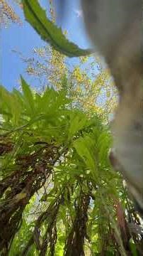 Hidden Camera Watches Chipmunk Eat Acorns (Closeup)