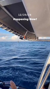 HAPPENING RIGHT NOW! Multiple whales showing off some active surface behavior eye level with our rafts! Best way to start the day! Video by First Mate Danielle #whales #wildlife #maui #travel #hawaii #animalvideo #vacation #ocean #viralvideo #whalewatch #hawaiitravel #mauihawaii | Hawaii Ocean Rafting
