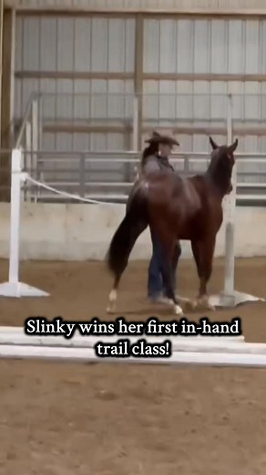 In Hand Trail is far from my favorite class, but I do still get excited to see how these babies handle the experience. It's honestly the only reason I mess with it, experience. Slinky, like her sister Birdie, has such a fantastic mind. We haven't really practiced this class, and we just learned how to sidepass the night before. She took it all in stride and did a very nice job for her first time. I am so incredibly excited to get the first rides on this filly this winter. A SLINKY SHINER DR owne