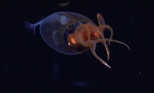 Colossal squid filmed in deep ocean for the first time ever