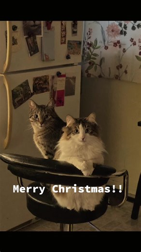 Merry Christmas! 😺 #christmas #cat #kitties #scruffy #littleman