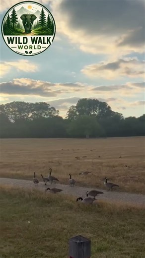 A Peaceful Walk with Wild Geese 🪿🌿 | Nature in the Wild
