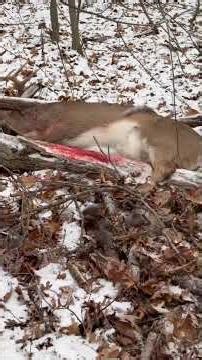 Gun Deer Hunting In Wisconsin (Buck Shot!)