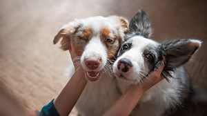 What to know about anti-aging medication that could help dogs live longer