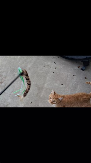 This is Simi. He is just 7 months old and he has been at the shelter for 51 days. When he first came in, he was feral. No one could touch him at all. As you can see though, he has made so much progress and now loves playing with toys, people, and other cats. He has so much energy which makes him a joy to be around. When he has gotten all that energy out, he lie down for awhile and let you pet his head and even hold him. Simi's story from street cat to a happy cat is heart warming to say the leas