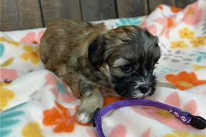 Cibola - Shih-Poo Puppy DBDAEA