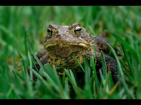 Die goldenen Augen eines warzigen Allerweltswesens
