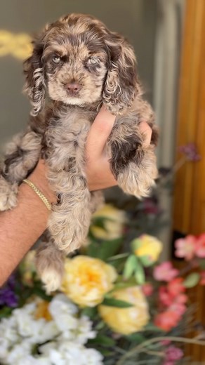Cocker Spaniels🇵🇷❤️ . . . . . . #perritosfelices #perritos🐶 #perritoslindos #perritostiernos #cockerspanielpuppy #cockerspaniels | Los Osos PR LLC